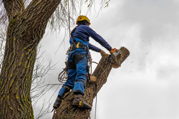 How Our Tree Care Process Works  in  Sausalito, CA