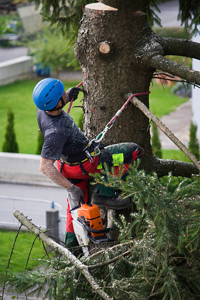 Reliable Sausalito, CA  Tree Services Solutions